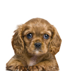 product-images