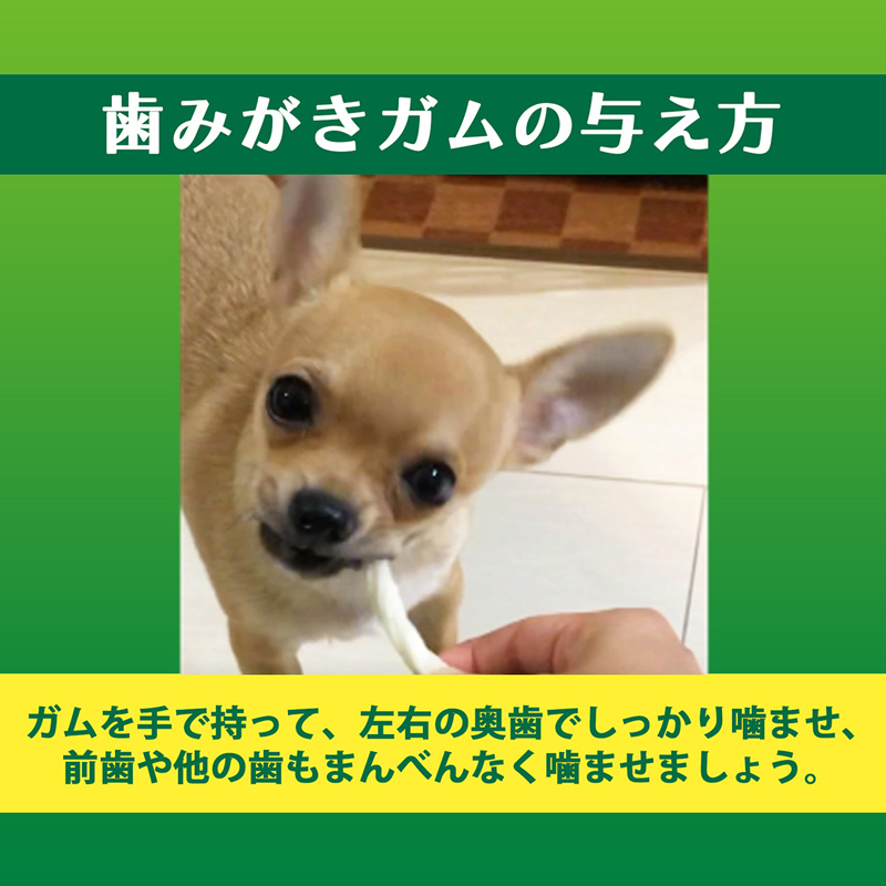PETKISS 食後の歯みがきガム 子犬用10本