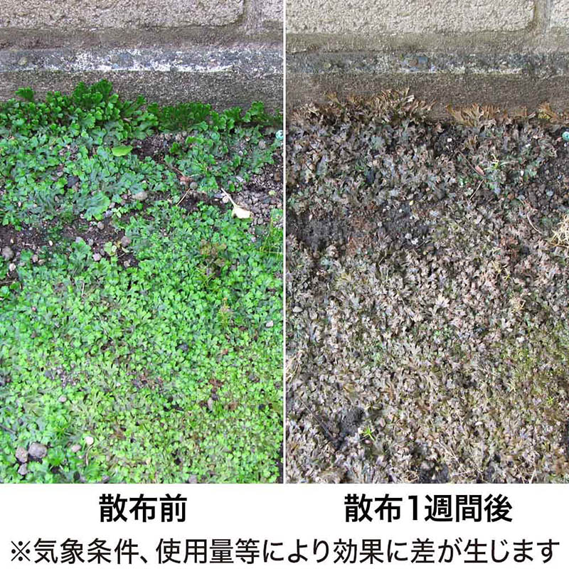 コケトールシャワー