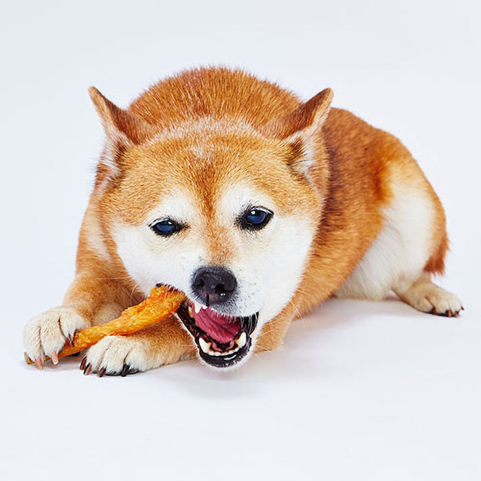 ササミ巻きガム