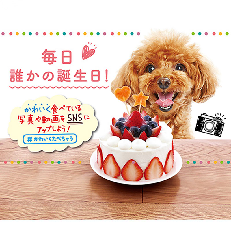 かわいくたべちゃう! ポップ 11本