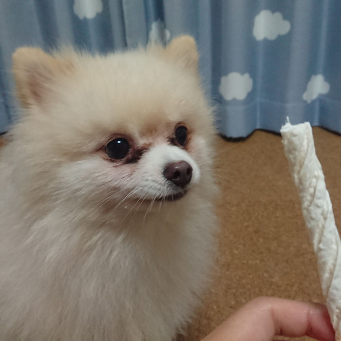 プラクト デンタルガム小型犬用 ハード 95g