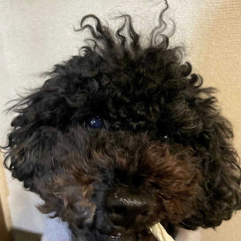 プラクト デンタルガム超小型犬用 低脂肪70g