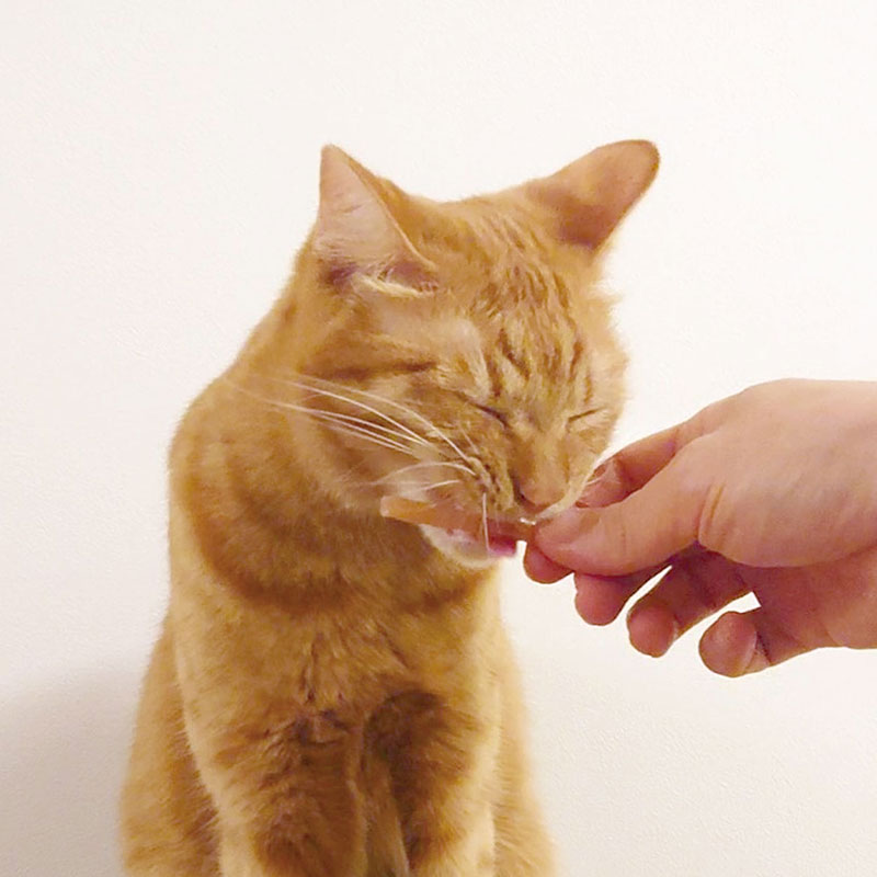 プラクト ねこちゃんの歯みがきデンタルガム まぐろ味 9本入
