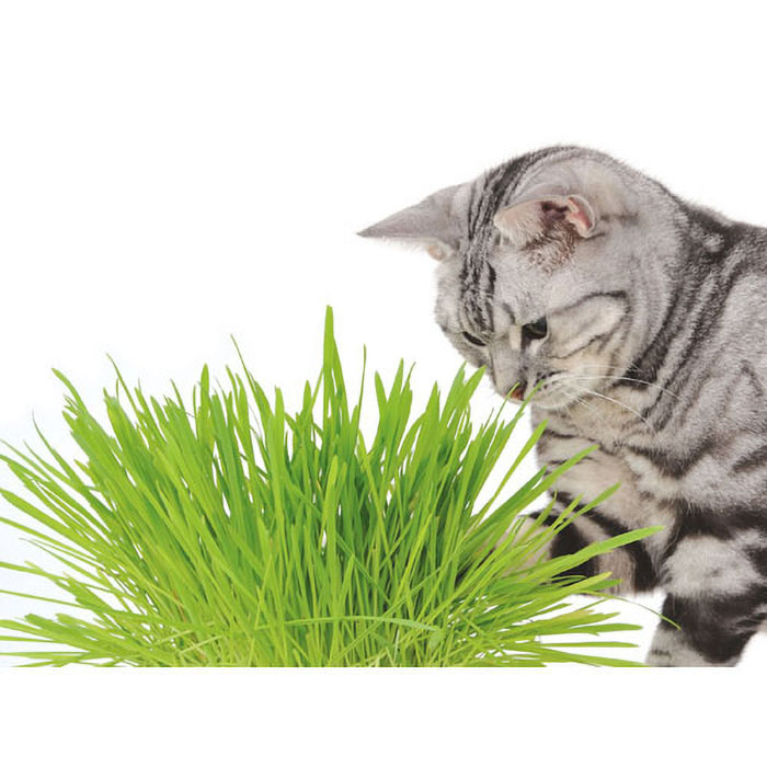 猫の元気草