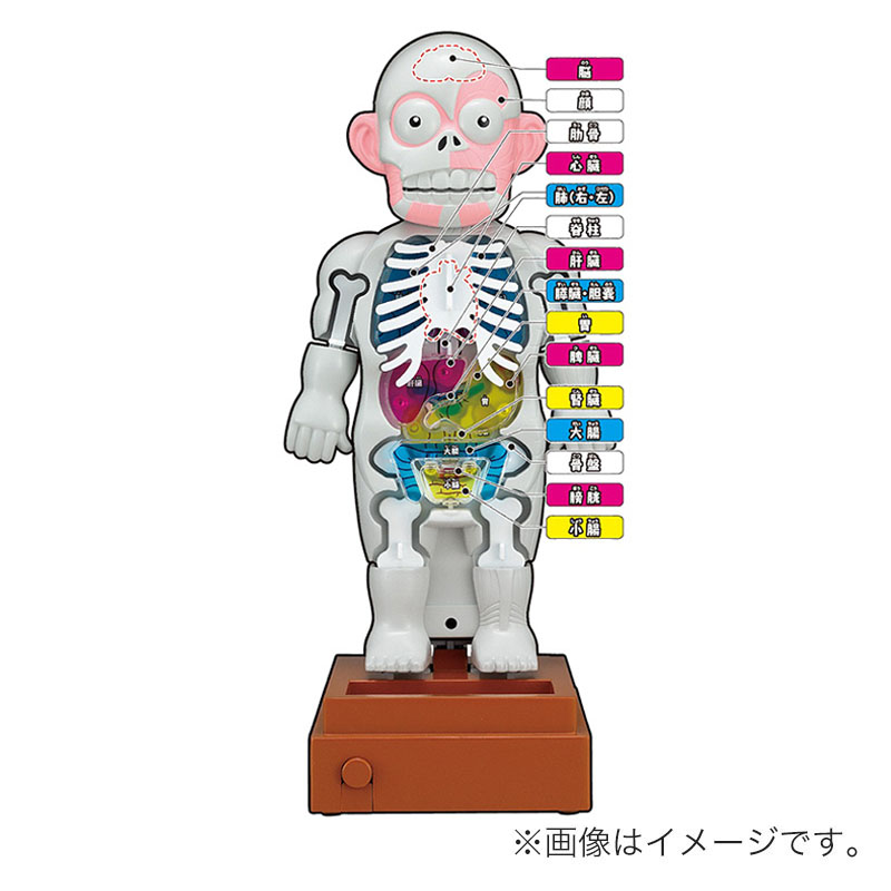 スーパークラッシュ 人体模型