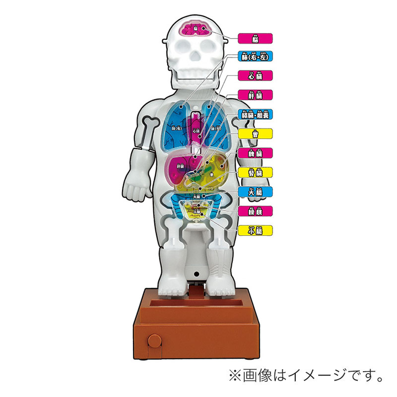 スーパークラッシュ 人体模型