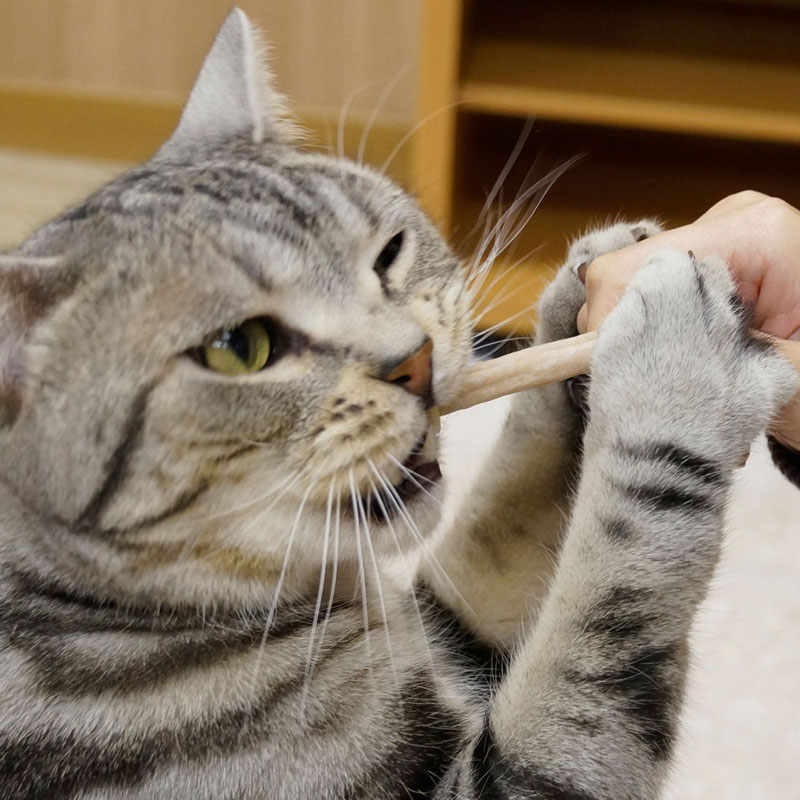 猫ちゃんホワイデント ストロング チキン味 25g