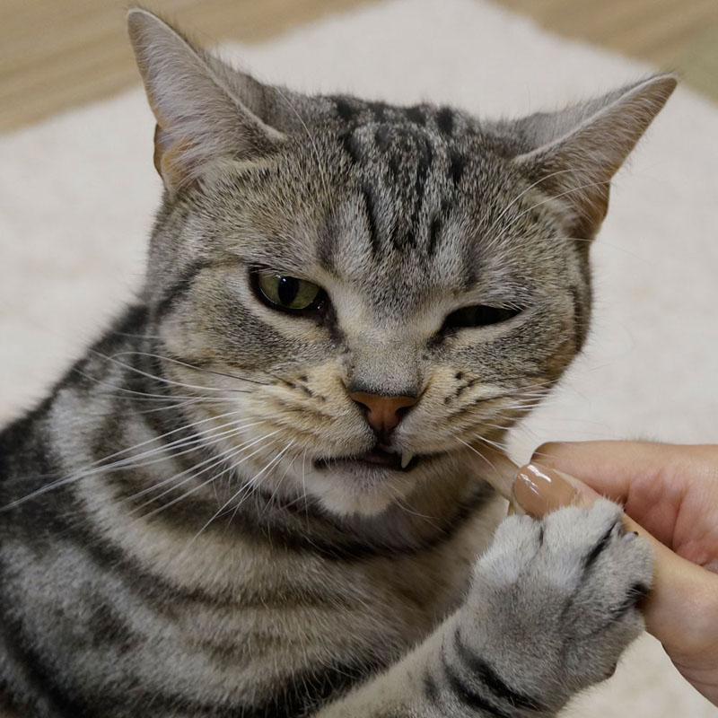 猫ちゃんホワイデント ストロング チキン味 25g