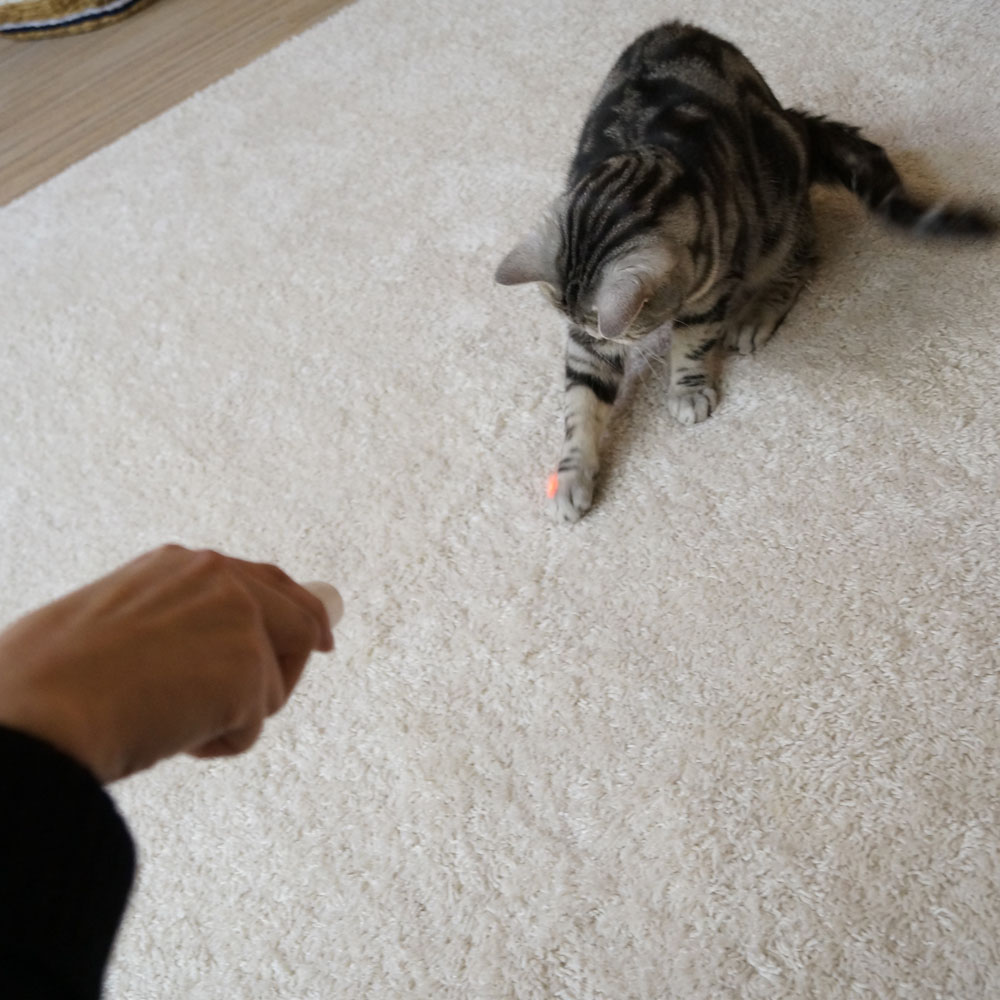 じゃれ猫 LEDニャンだろ~?!光線