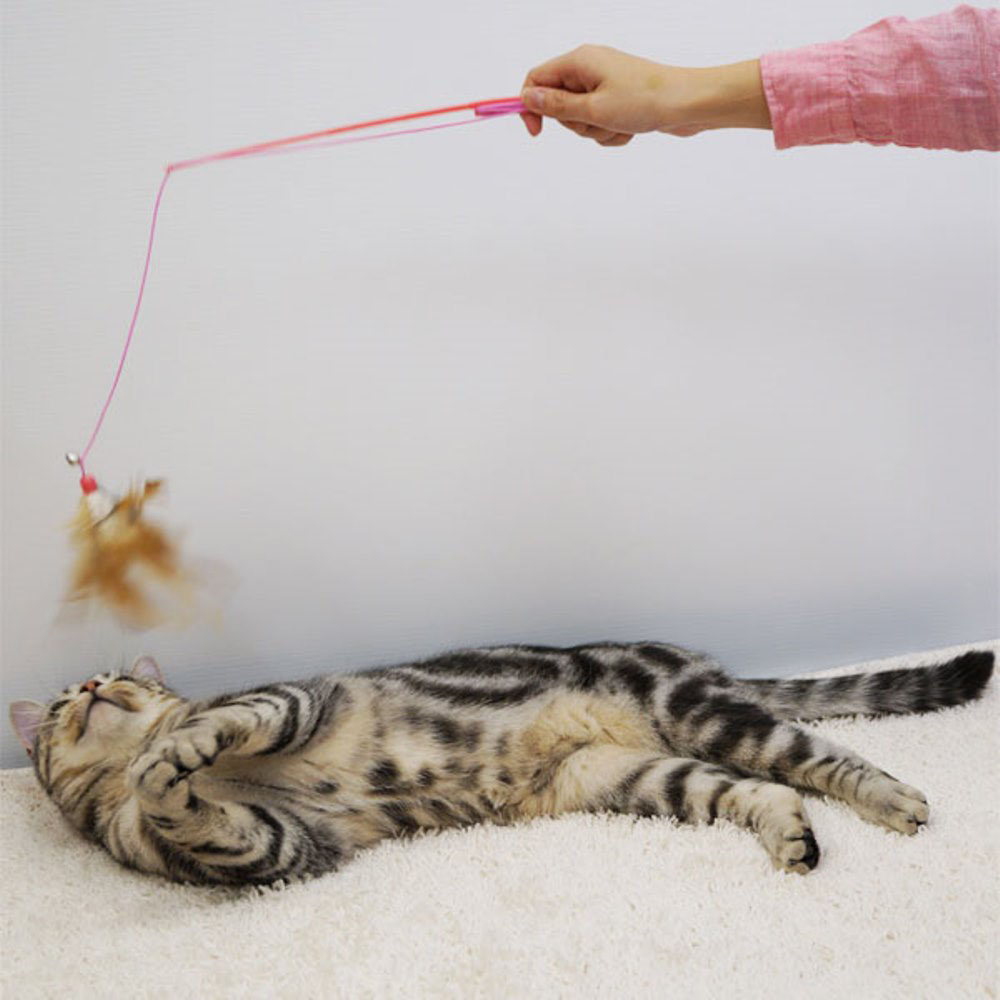 じゃれ猫 宙返り