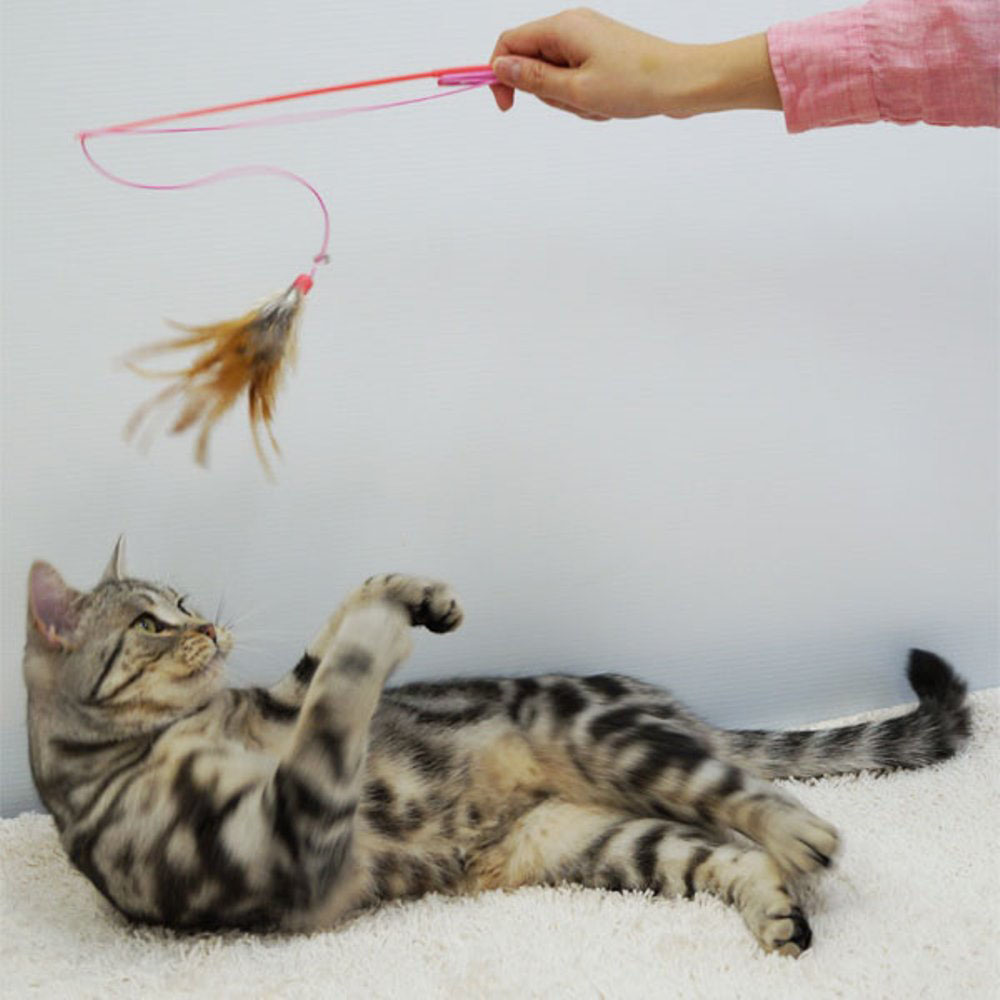 じゃれ猫 宙返り