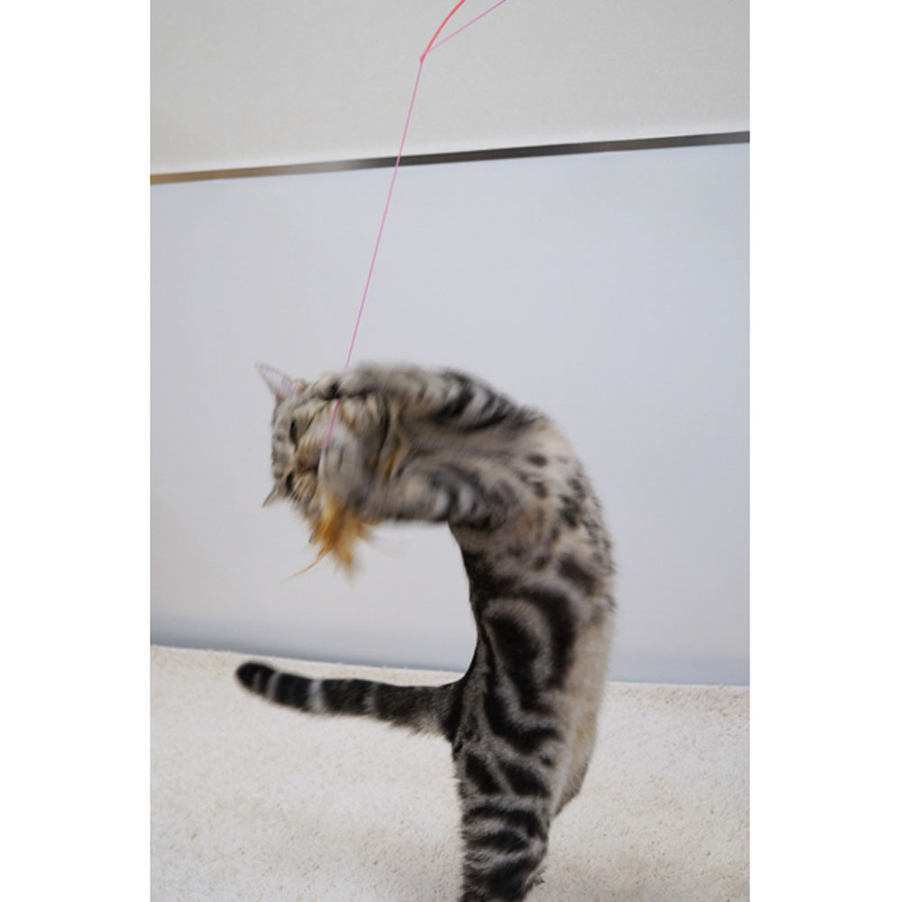 じゃれ猫 宙返り