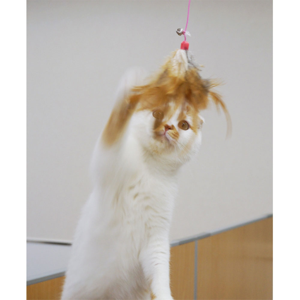 じゃれ猫 宙返り