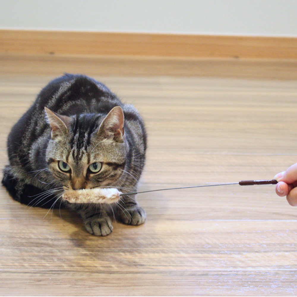 じゃれ猫 猫のお遊び草 2本セット