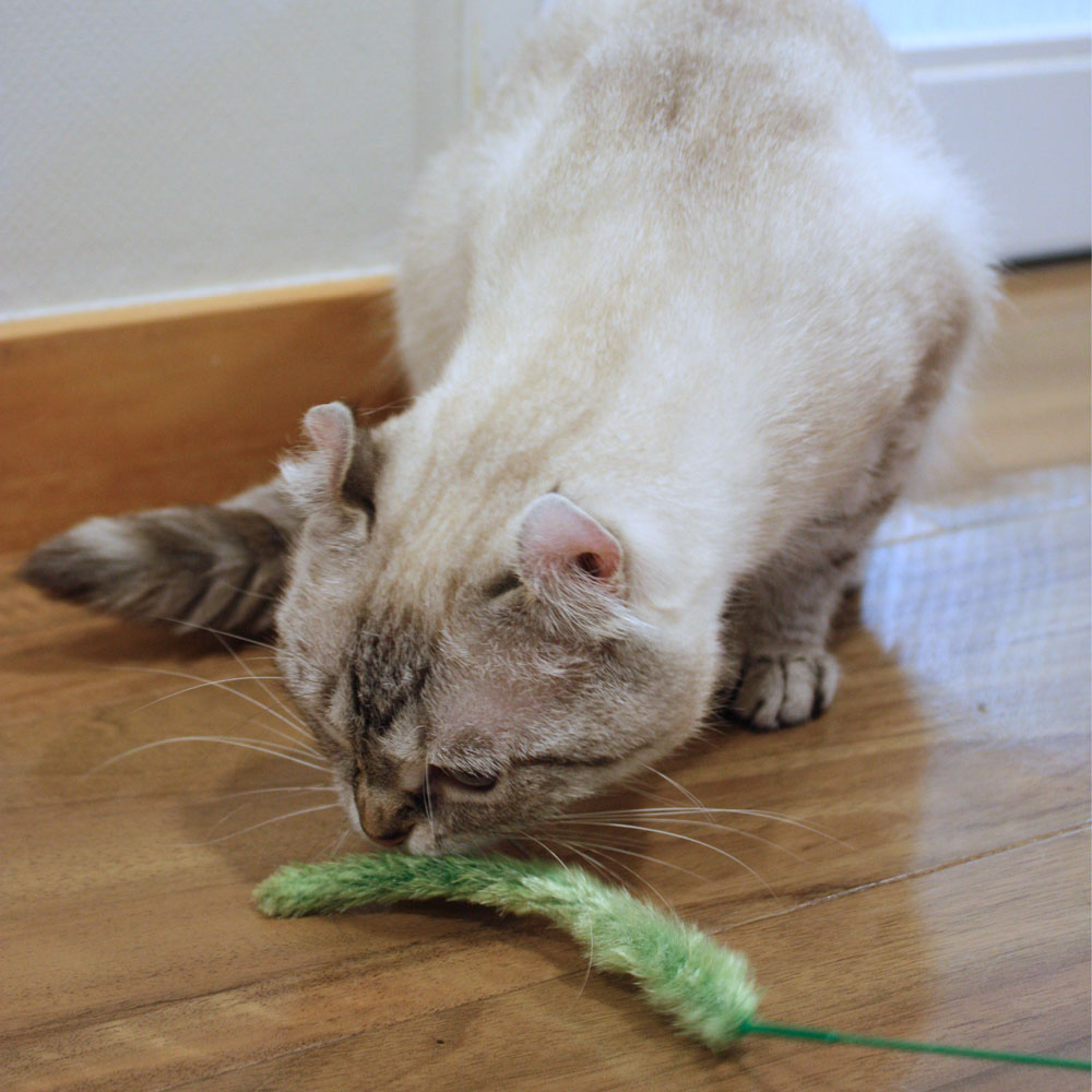 じゃれ猫 猫のお遊び草 2本セット