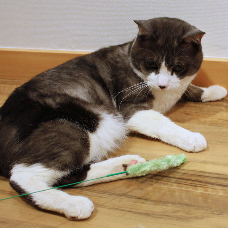 じゃれ猫 猫のお遊び草 2本セット